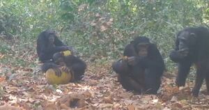 Diario HOY | Los chimpancés consumen alcohol a diario, según estudio