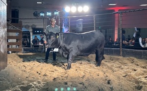 Ferusa remata vientres y reproductores, protagonistas de la Nacional Brangus de Primavera