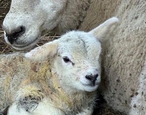 La Soñada celebra el nacimiento de las primeras crías Texel del Double Diamond en Paraguay