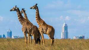 ¡Uber Safari llega a Kenia! Conectando aventureros con la vida salvaje en Nairobi - Viajes - ABC Color