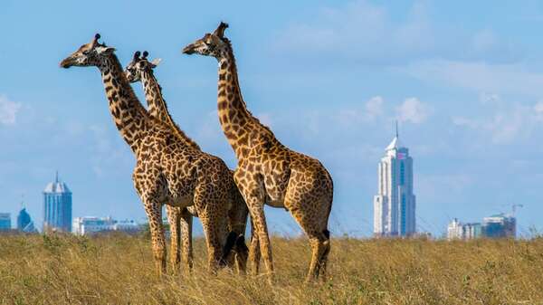 ¡Uber Safari llega a Kenia! Conectando aventureros con la vida salvaje en Nairobi - Viajes - ABC Color