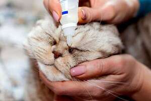 Conjuntivitis en gatos: reconocé los signos y evitá complicaciones peligrosas - Mascotas - ABC Color