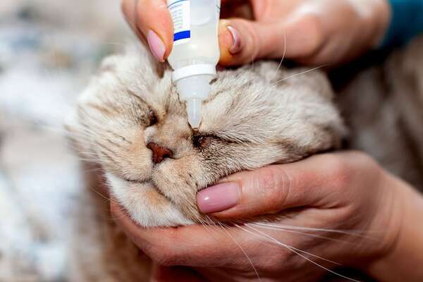 Conjuntivitis en gatos: reconocé los signos y evitá complicaciones peligrosas - Mascotas - ABC Color