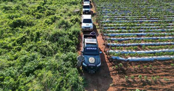 La Nación / Senad y FTC desactivan centro de marihuana en San Pedro
