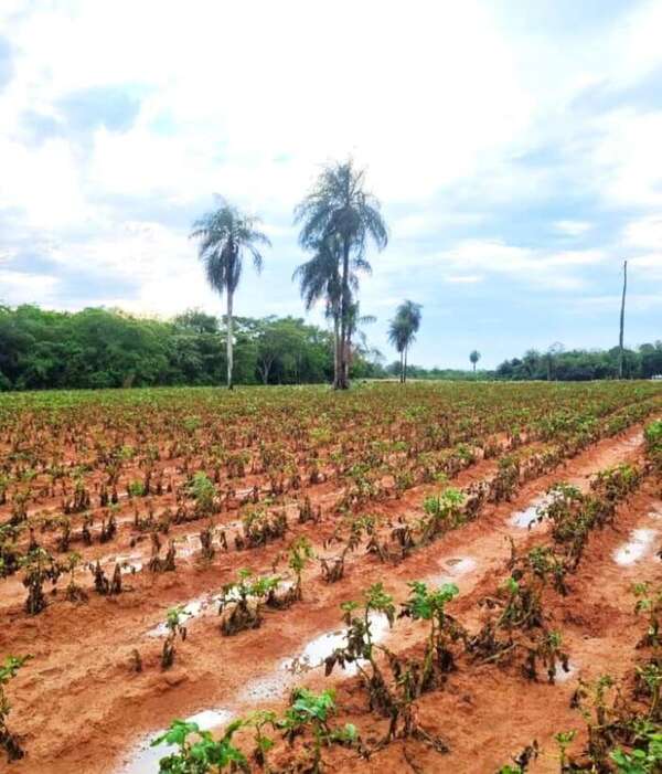 Plaga en cultivos de papa: CDA de Paraguarí reconoce limitaciones y pide calma a productores  - Nacionales - ABC Color