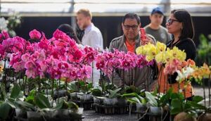 Encarnación será sede de la Gran Exposición de Orquídeas 2025