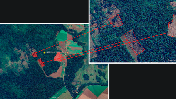 Aumento de tala ilegal de árboles preocupa en zona protegida de la reserva San Rafael