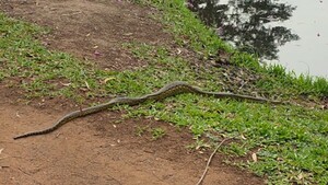 Video: Captan a una kuriju que acababa de alimentarse en el Parque Guasu