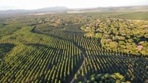 Realizan I Congreso Forestal Paraguayo - Empresariales - ABC Color