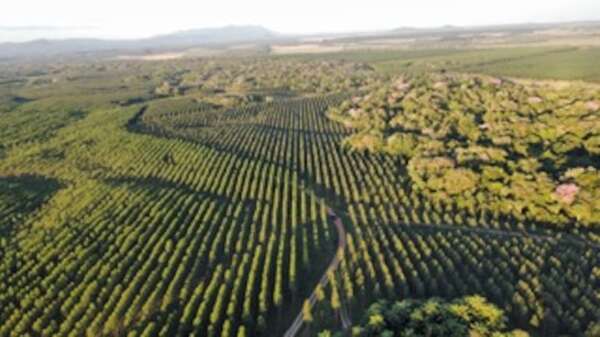 Realizan I Congreso Forestal Paraguayo - Empresariales - ABC Color