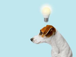 Investigación: los perros asocian juguetes a funciones sin necesidad de entrenamiento - Ciencia - ABC Color