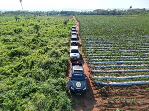 Senad desactiva centro de producción de marihuana en San Pedro | Unicanal