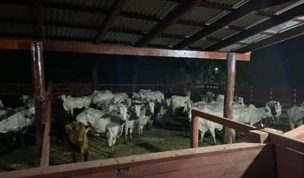 Concepción: incautan 120 animales vacunos durante control rutinario - Concepción al Día