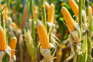 Paraguay deberá duplicar su producción de maíz ante el auge del etanol y la producción animal