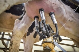 Fonterra registró baja del 0,8% para los lácteos, en el segundo remate del mes