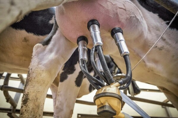 Fonterra registró baja del 0,8% para los lácteos, en el segundo remate del mes