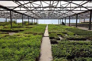 Vivero Forestal de Itaipú lleva casi medio siglo liderando iniciativas de reforestación | DIARIO PRIMERA PLANA