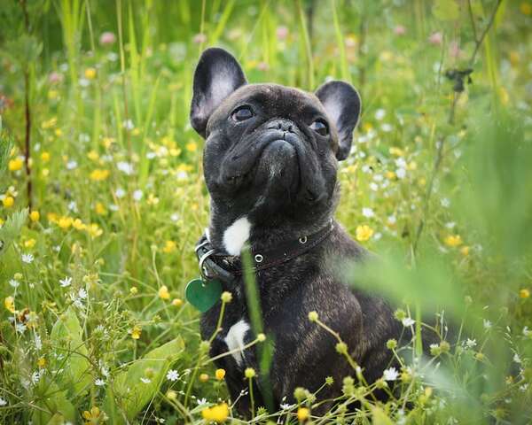 Cómo proteger a tu perro durante la temporada de polen: señales de alerta y mejores prácticas - Mascotas - ABC Color