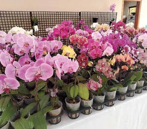 Feria de orquídeas en Encarnación. Producción, cultura y belleza