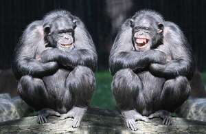 ¿Heredamos de los chimpancés nuestro gusto por el alcohol? Un estudio lo sugiere - Ciencia - ABC Color