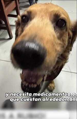 Popular / Bomberos ojapo rifa solidaria para “Rubio” su jagua guardián