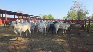 Sospechan que animales vacunos retenidos en Concepción serían del diputado fallecido Lalo Gomes