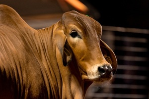El Rodeo remata genética seleccionada Brahman de Corral, este lunes