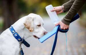 Hábitos de oro: cómo el agua limpia y el entorno adecuado mantienen a tu perro sano - Mascotas - ABC Color