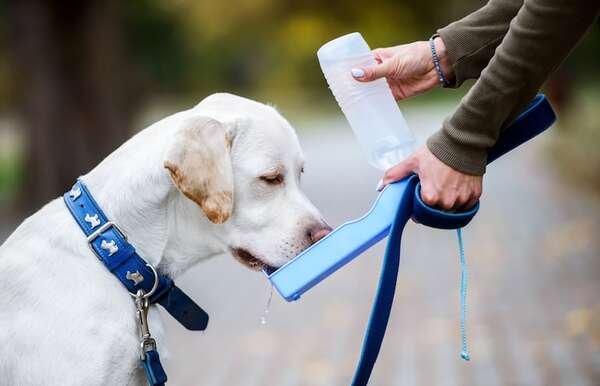 Hábitos de oro: cómo el agua limpia y el entorno adecuado mantienen a tu perro sano - Mascotas - ABC Color