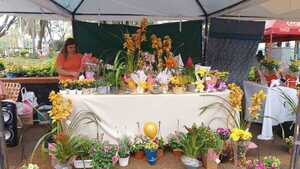 Flores amarillas invaden Encarnación en celebración de la primavera