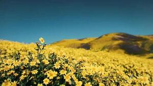 ¿Qué significan las flores amarillas y por qué se regalan en septiembre?