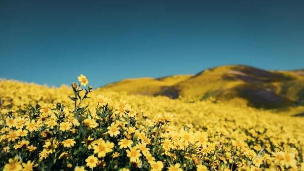 ¿Qué significan las flores amarillas y por qué se regalan en septiembre?