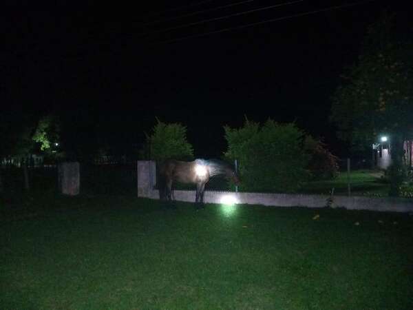 Choque fatal contra un caballo en Quyquyhó: muere un policía y el equino queda retenido - Policiales - ABC Color