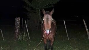 Policía muere al chocar contra un caballo con su motocicleta en Piribebuy