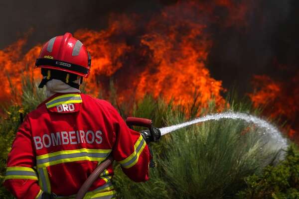 Casi mil personas piden quitar eucaliptos y descarbonizar Portugal para prevenir incendios - Mundo - ABC Color