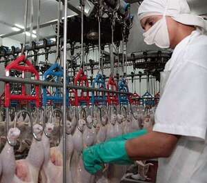 Carne aviar se mantiene firme en dieta paraguaya y podría aumentar - Económico - ABC Color