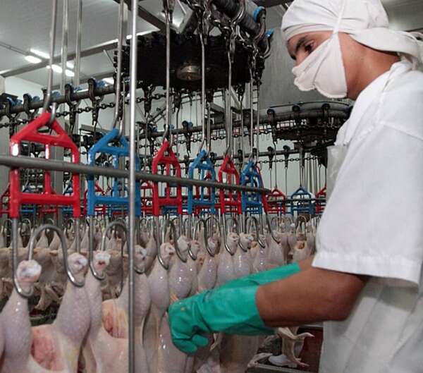 Carne aviar se mantiene firme en dieta paraguaya y podría aumentar - Económico - ABC Color