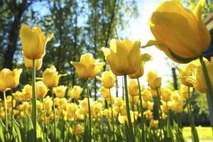 ¿Primavera el 21 o el 22? Ciencia y costumbre marcan la diferencia