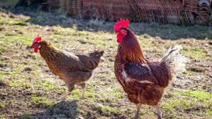 Cayó ladrón de gallinas en Minga Guazú