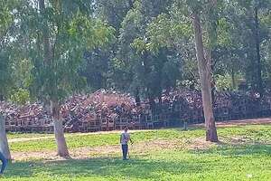 MEC asegura que ya retiró 24.808 pupitres de madera apilados en predios militares - Nacionales - ABC Color
