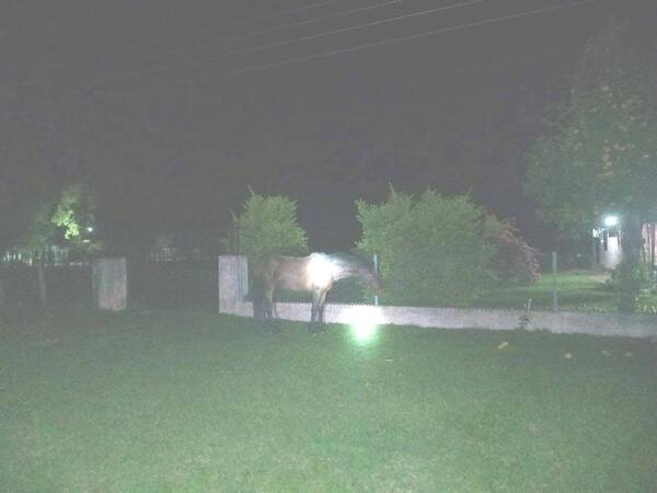 Policía pierde la vida al chocar con su moto contra un caballo