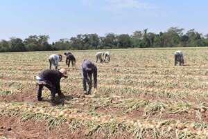 Productores de cebolla  insisten en un control más riguroso al contrabando - Nacionales - ABC Color