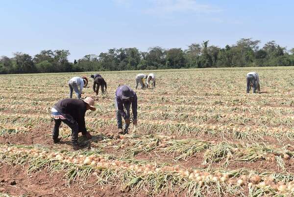 Productores de cebolla  insisten en un control más riguroso al contrabando - Nacionales - ABC Color