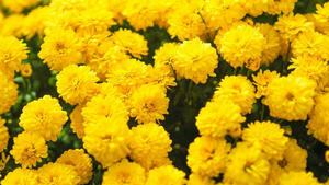 ¿Por qué se regalan flores amarillas cada 21 de septiembre? » San Lorenzo PY