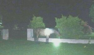 Policía muere tras chocar contra un caballo en Quyquyhó