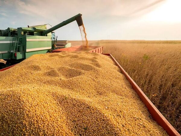 Estiman un balance “más ajustado” entre producción y consumo de soja, aunque persiste la sobreoferta