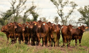 Invernada remata más de 800 vacunos en feria especial de la Regional Tte. Esteban Martínez