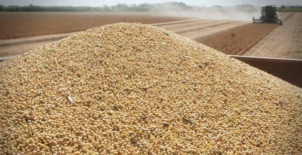 La soja de noviembre del mercado de Chicago bajó bajó 11,25 centavos