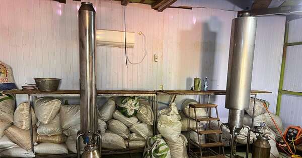 Diario HOY | Pillan laboratorio de marihuana tipo Ice en Alto Paraná