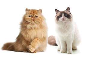 Gatos con personalidad: diferencias clave entre el Persa y el Ragdoll - Mascotas - ABC Color